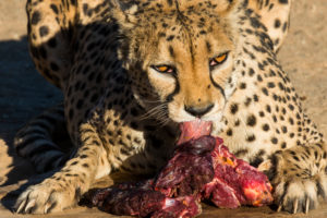 Cheetah feeding (Acinonyx jubatus), at the Quiver tree forest, Gariganus farm, Ketmanshoop, Namibia Cheetah feeding (Acinonyx jubatus), at the Quiver tree forest, Gariganus farm, Ketmanshoop, Namibia